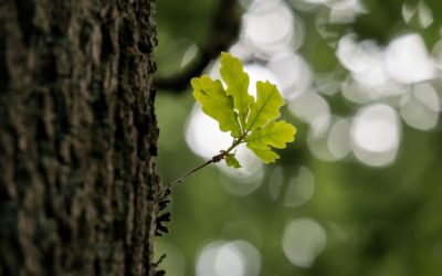 ANNABIS BALCANN – GEL CU SCOARTA DE STEJAR – Un tub pentru multe probleme